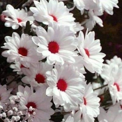 HussinA57179340's profile picture. الله لن يتركني مش بس يحميني،وينصرني،،،،،،،،،،،،،،،،،،،،،،،، 

هذا هو ضني في رب العالمين