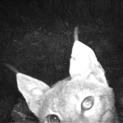 k10multi's profile picture. bobbcate