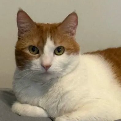 FallenShadow006's profile picture. 19 | They/he | Pansexual | Political Science major | Democratic Socialist | South OC resident | Anti-Zionist Ashkenazi Jew