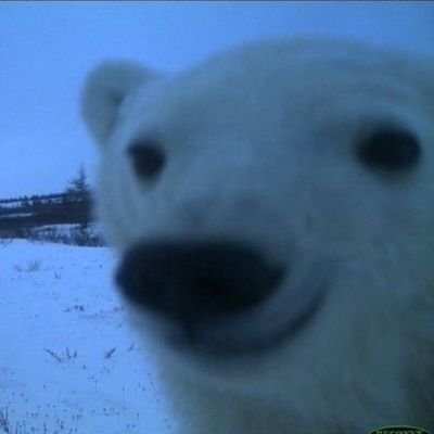 Turboincel's profile picture. My echo chamber