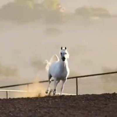 Salzhrani7255's profile picture. اللهم ارحمنا برحمتك واحسن خاتمتنا واجعل عاقبتنا خيراً يارب