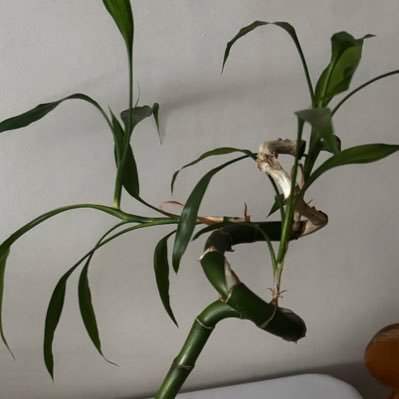 cyphersiren's profile picture. 🇸🇳 | Techie