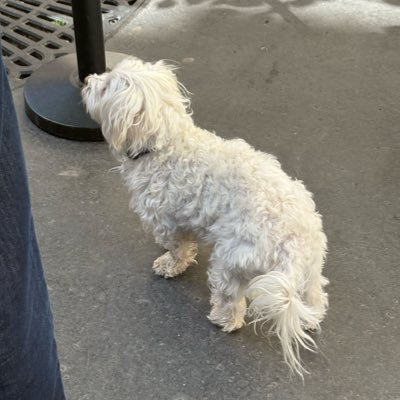 polo_bxl's profile picture. ベルギー1年目🔰 情報収集用 (🇫🇷勉強中)