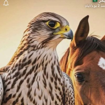 bdralmutairi77's profile picture. طالب ماجستير في المحاسبة | جامعة الملك عبدالعزيز | مهتم بالقراءة والبحث العلمي | "إذا كان حلمك لا يخيفك، فأنت لم تحلم بما يكفي بعد"