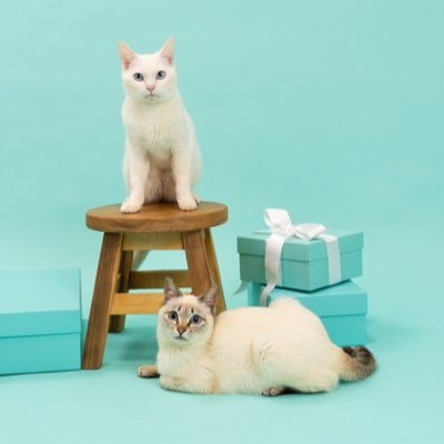 ねこやしき ねこやしきもふもふ (@neco_noelciel) / Posts / X