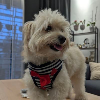 romoblogger's profile picture. Maestro Pokémon