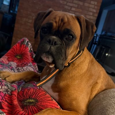 tchurilla112's profile picture. 