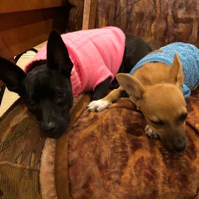 mistclance's profile picture. Blessed 💍 with a wonderful family♥️God Bless our Vets 🇺🇸 FB👉@ScottBaio @RyanAFournier @RealDrGina @RitaCosby @scottpresler @ericmmatheny NO DMs