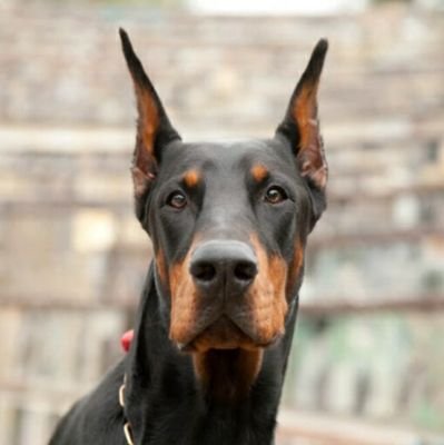 OpinologoLibre's profile picture. Ciudadano común. Circulo por la derecha. A los Zurdos de Mierda les doy su Whiskas