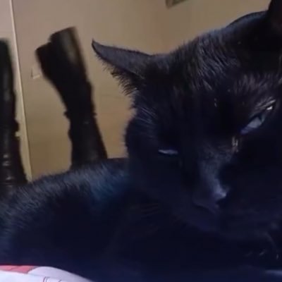 sugarhoneyicedl's profile picture. 