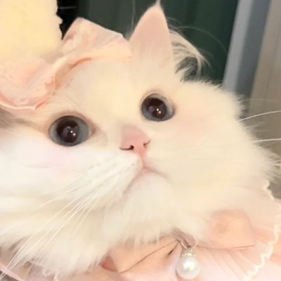 C_Elation_C's profile picture. From immersive travel experiences to discovering the perfect coffee shop, I’m always on the hunt for my next adventure