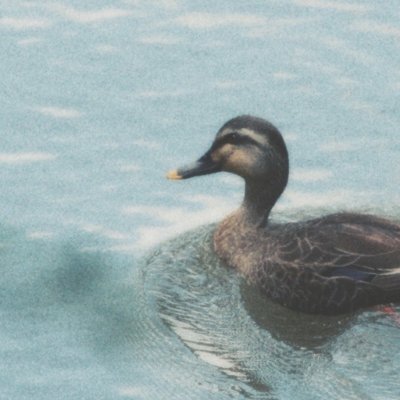 rarenaturee's profile picture. Sticks & Rocks