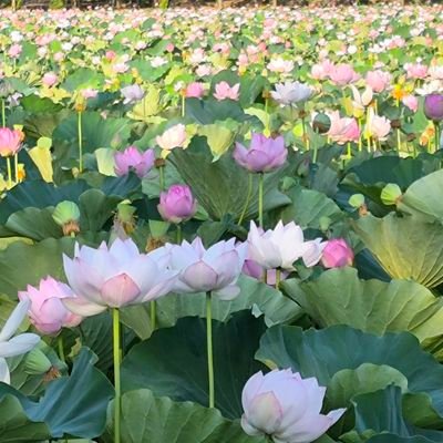 60taisyoku's profile picture. 投資垢 50代前半田舎小規模企業サラリーマン
60歳定年退職＆雇用延長は断固拒否を目指し老後資金を蓄えたい
投資はド素人
DMは見ないので送らないでください