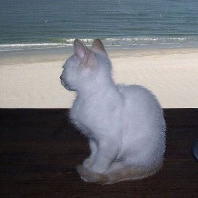 pituops's profile picture. 