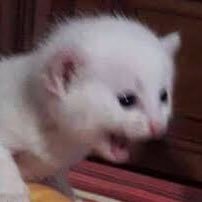 notshyrobot's profile picture. tu nueva obsesión