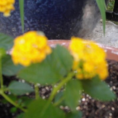 DoublySuch's profile picture. cover the wicked days with the scent of your sweet bouquet