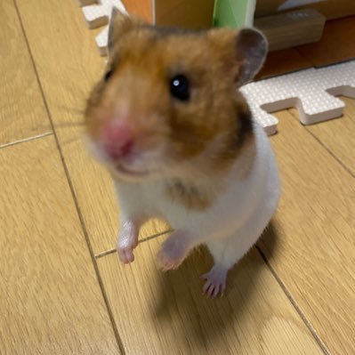 yanmo53524's profile picture. 懸賞垢/40代 /無言フォロー大歓迎/無言フォロー失礼します/相互100/当選の際は必ず当選報告します/ #にたまごの当選履歴