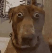 NotSure11033's profile picture. Contributor to the Jeet holocaust on X