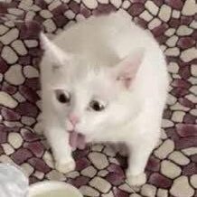 patch0122's profile picture. ㅠㅠ