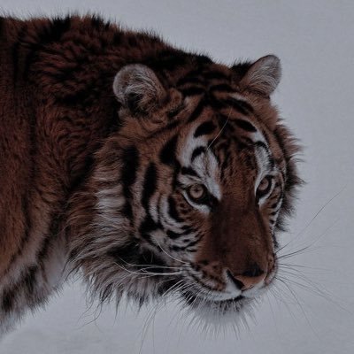 tigersovereign's profile picture. CEO of TigerCorp | Professional Gambler 🎰