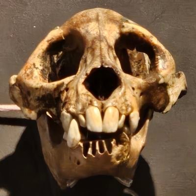 dekudeleria's profile picture. I love paleontology, and evolution  especially ornithopoda and mammals.💙