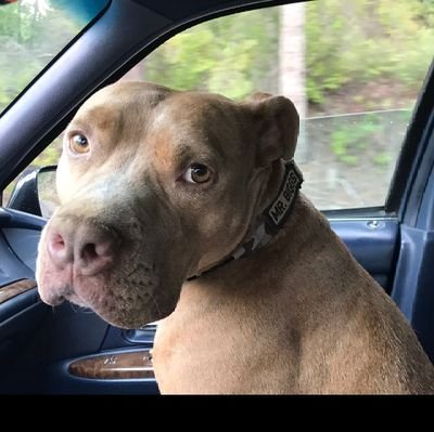 Morais46695Da's profile picture. Conservador, patriota, destro, armamentista, Deus, Pátria e Família, anti-esquerda , DIREITA SEGUE DIREITA🇧🇷🇧🇷🇮🇱🇺🇲🙏🙌100%SDV 🚫DM 🚫NO PORN🇧🇷🇺🇸🇮🇱