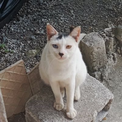 JCruz2399's profile picture. 2Dコンポジター (フリーランス)  🇵🇭

仕事のお問い合わせは、Gmailのdcjoshua23.jdc@gmail.comまでDMください。 可能であれば、英語のアプリ翻訳をご利用ください。よろしくお願いします。 🙇

working in the shadowsss 🎃

Portfolio ⬇️