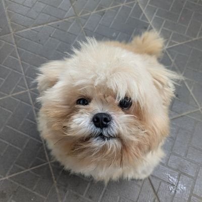 tukangsosiss's profile picture. 