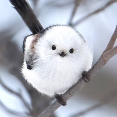 mNtQiyFIqz52344's profile picture. 雑多