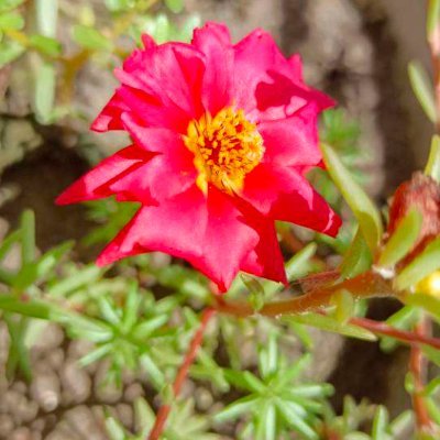 zhuo_mu_niao's profile picture. 