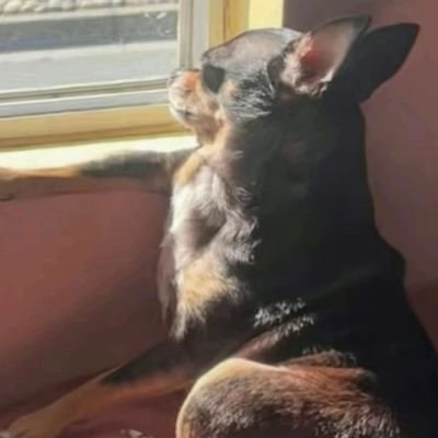 nella_sk's profile picture. 