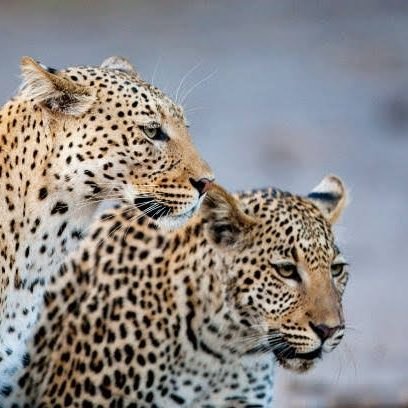 mohan_boll82842's profile picture. Tech enthusiast
#tech
💛🧡