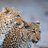 mohan_boll82842's profile image
