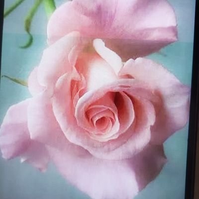 Sharrose1399777's profile picture. 