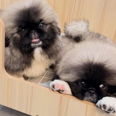 LUV3008's profile picture. BKPP❤️💙 #zhuukRV