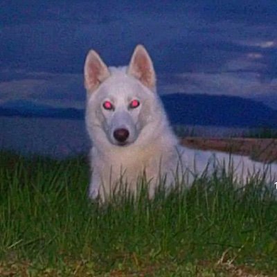 xzl3_'s profile picture. Cyber Security Student 🌋