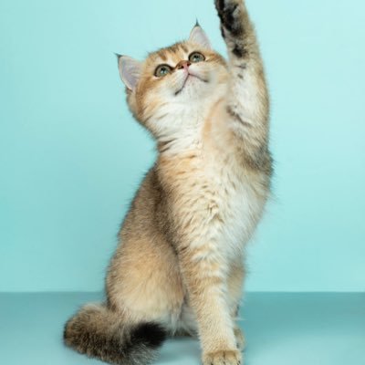 theterpsol's profile picture. just a guy