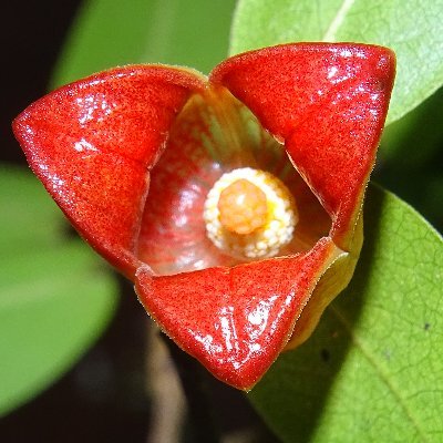 BsiSrc62483's profile picture. Official X handle of @bsi_moefcc, Botanical Survey of India, Southern Regional Centre, Coimbatore under Ministry of Environment, Forest and Climate Change.