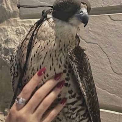 ur6li_'s profile picture. "عيّطموس"