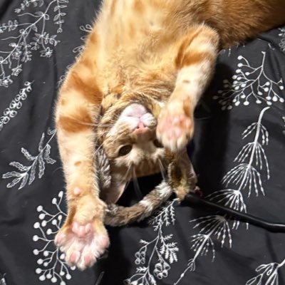 Brandon97798944's profile picture. 