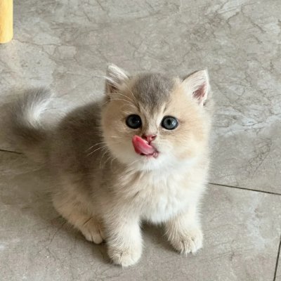 A_Cheerfulness's profile picture. Living life one coffee, one smile, and one new adventure at a time😉