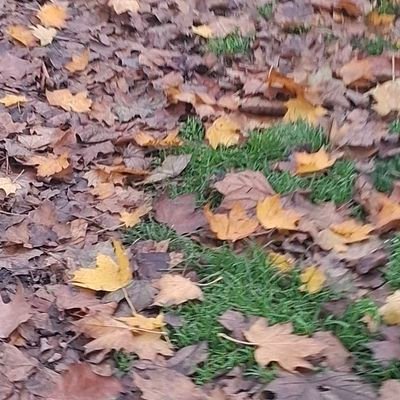 shmonzi's profile picture. ❤️