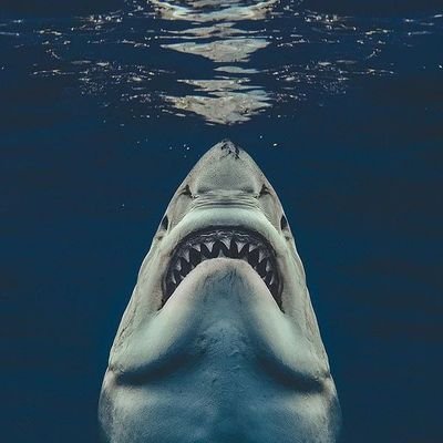 TurJavi's profile picture. 