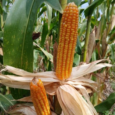 TheAgroCEO's profile picture. Young Ghanaian farmer building a multi-million cedi agribusiness from 10 acres. Sharing the grind, growth, and green profits