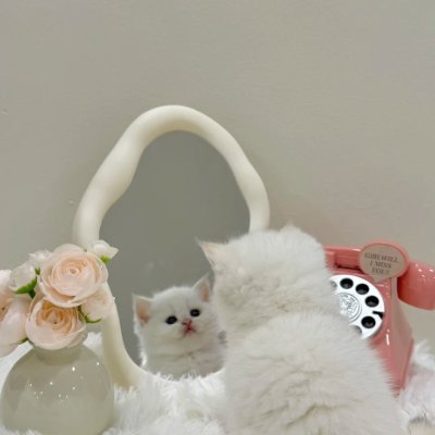 Vesperia_V's profile picture. Clear and gentle, alone yet strong.