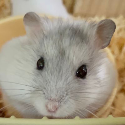 zutt0_nemuruyo's profile picture. 幸せなまま眠りたい