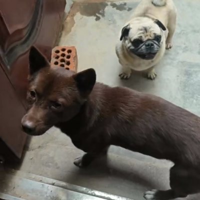 czg1212's profile picture. 灰太狼勇闯Web3