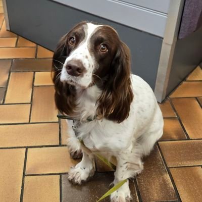 beard9982's profile picture. British, Royalist and European. IT professional, Sapper, ex RE. swing voter,but against the far side of both. 
My views are my own, Banter is fun.