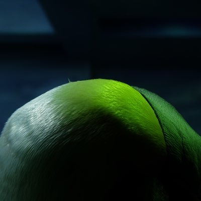 aonohamihami's profile picture. 星のように急がず、しかし休まず、人はみなおのが負いめのまわりをめぐれ。