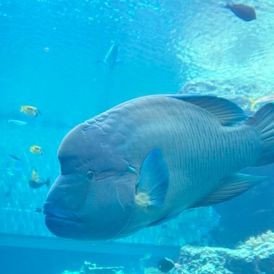 C9HOMRxZll54720's profile picture. 